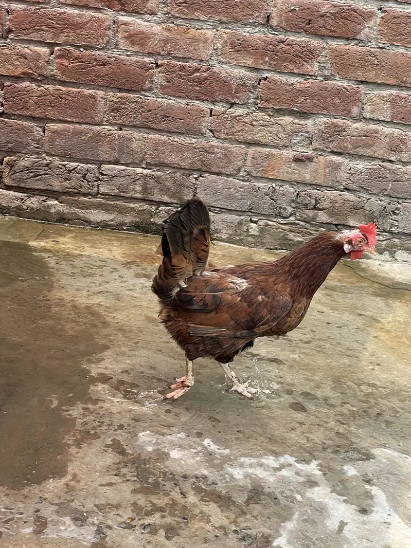Desi Hens — photo 4