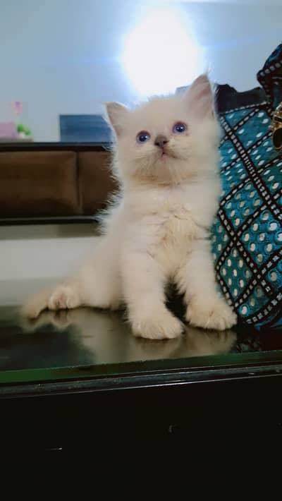 2 Russian Blue Male kittens
