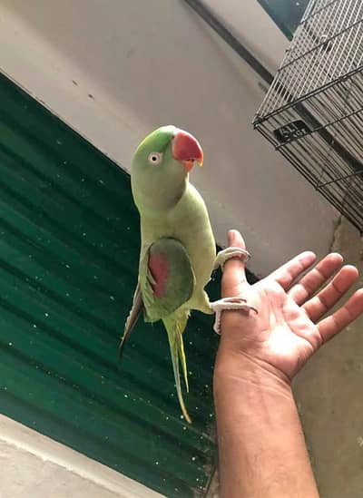 Hand tame and talking Female
