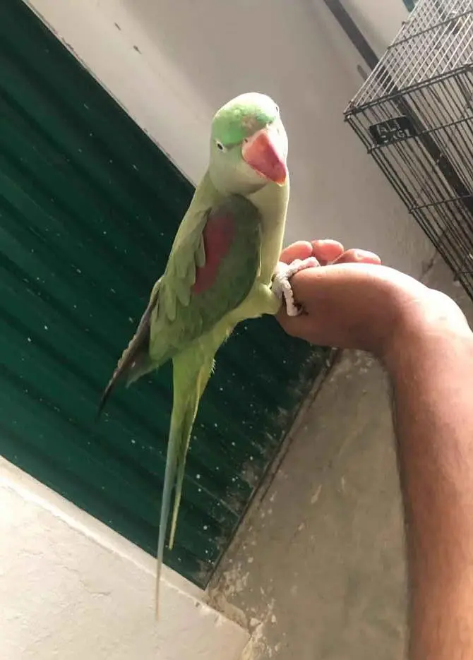 Hand tame and talking Female — photo 2