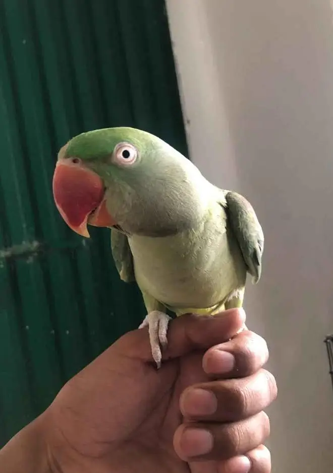 Hand tame and talking Female — photo 3