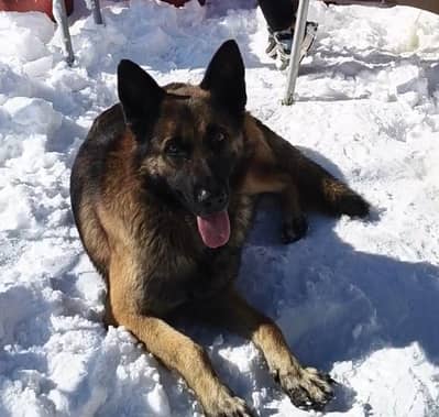 Pure working line ddr german shepard pupies available sable and bi col