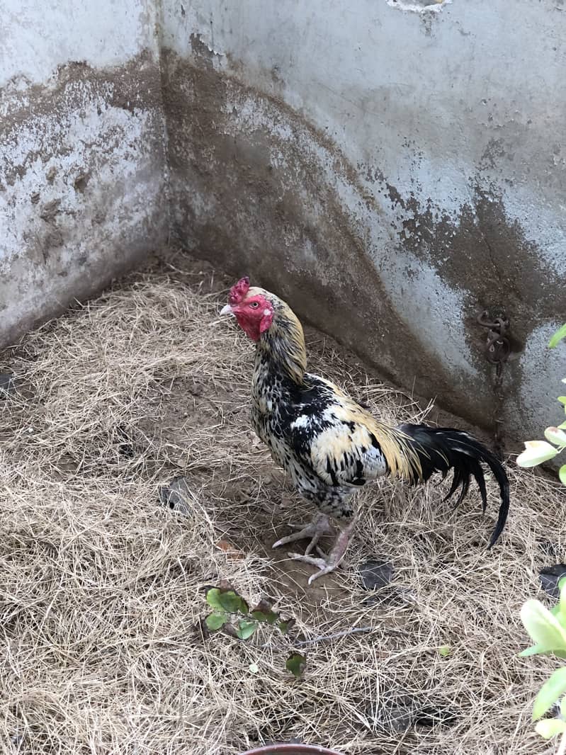 Aseel mianwali java 1