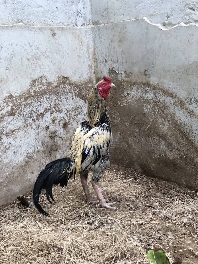 Aseel mianwali java 2