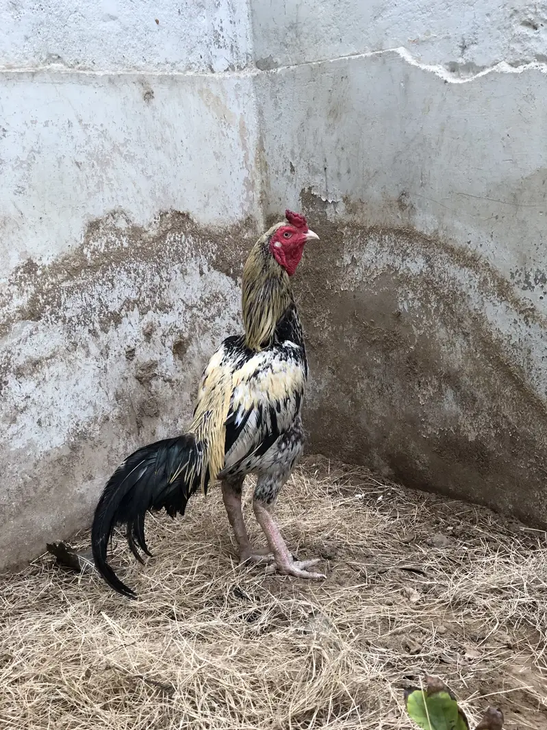 Aseel mianwali java — photo 3