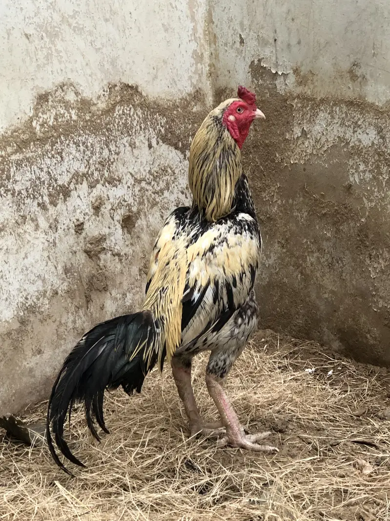 Aseel mianwali java — photo 4