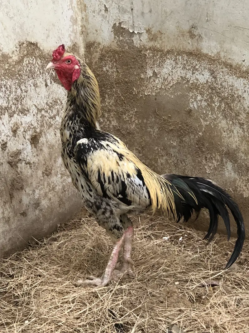 Aseel mianwali java — photo 5