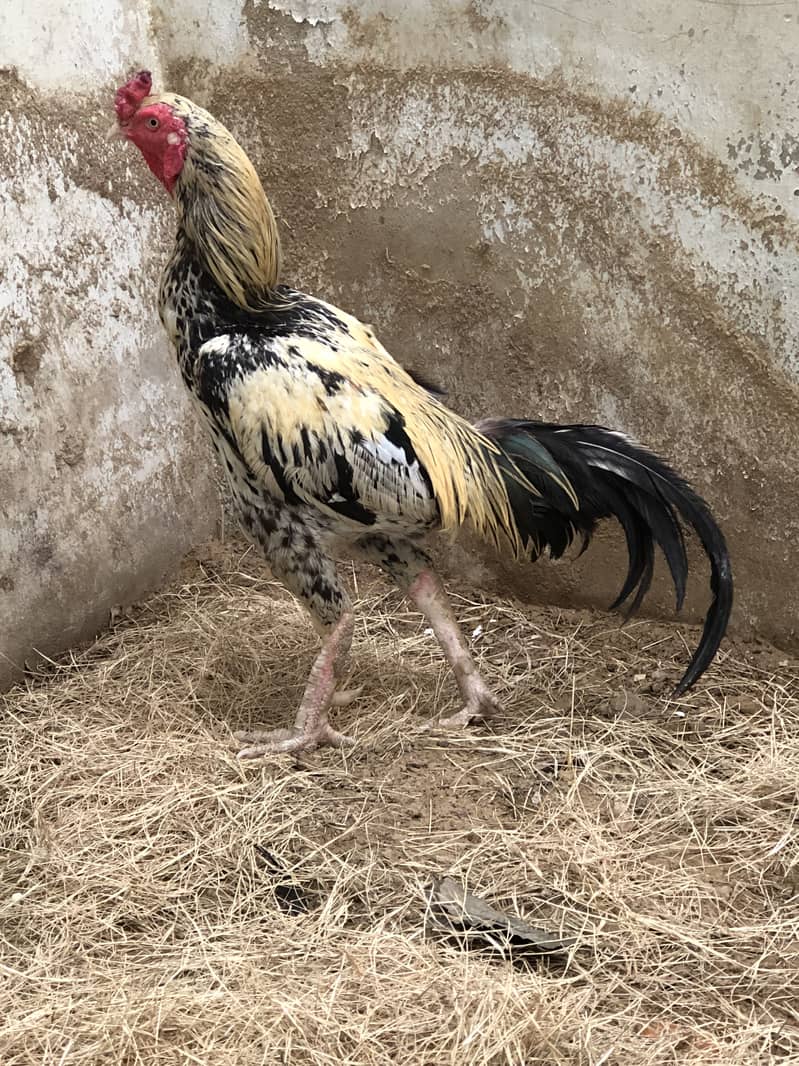 Aseel mianwali java 5