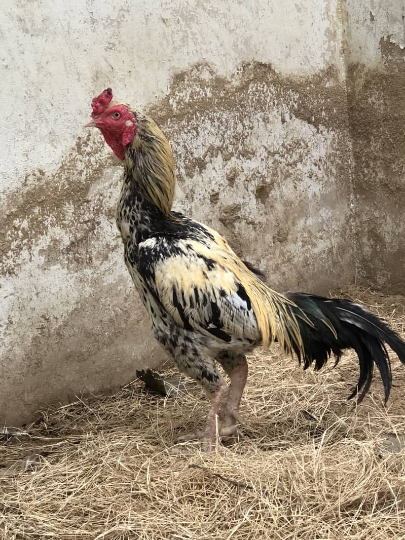 Aseel mianwali java 6
