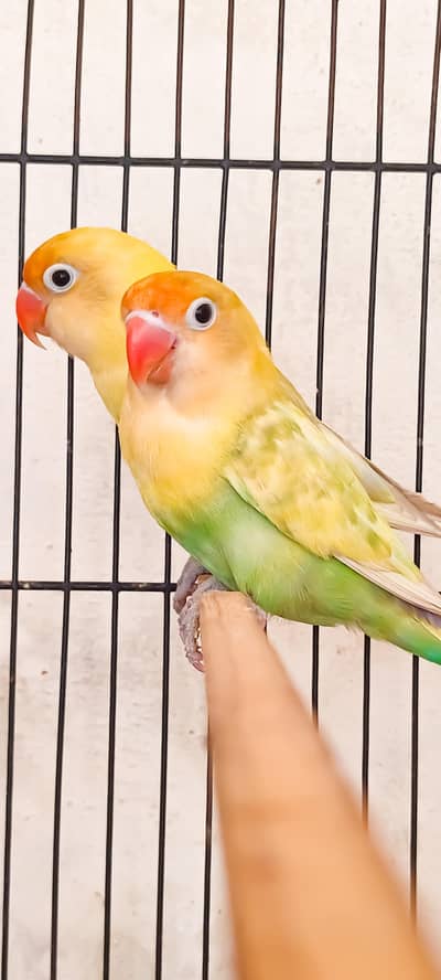 Love Birds