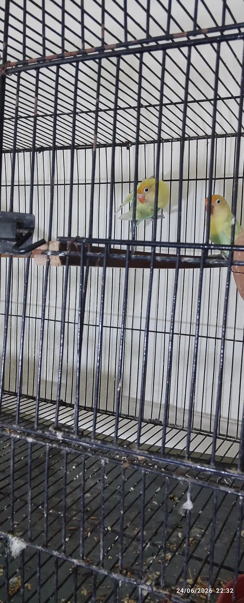 Love Birds — photo 2