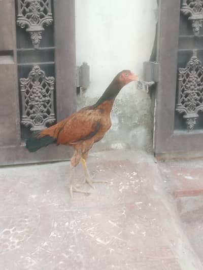 Aseel Mushqa breed