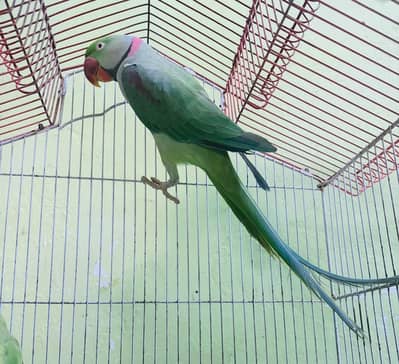 Alexandra nasal Raw parrot