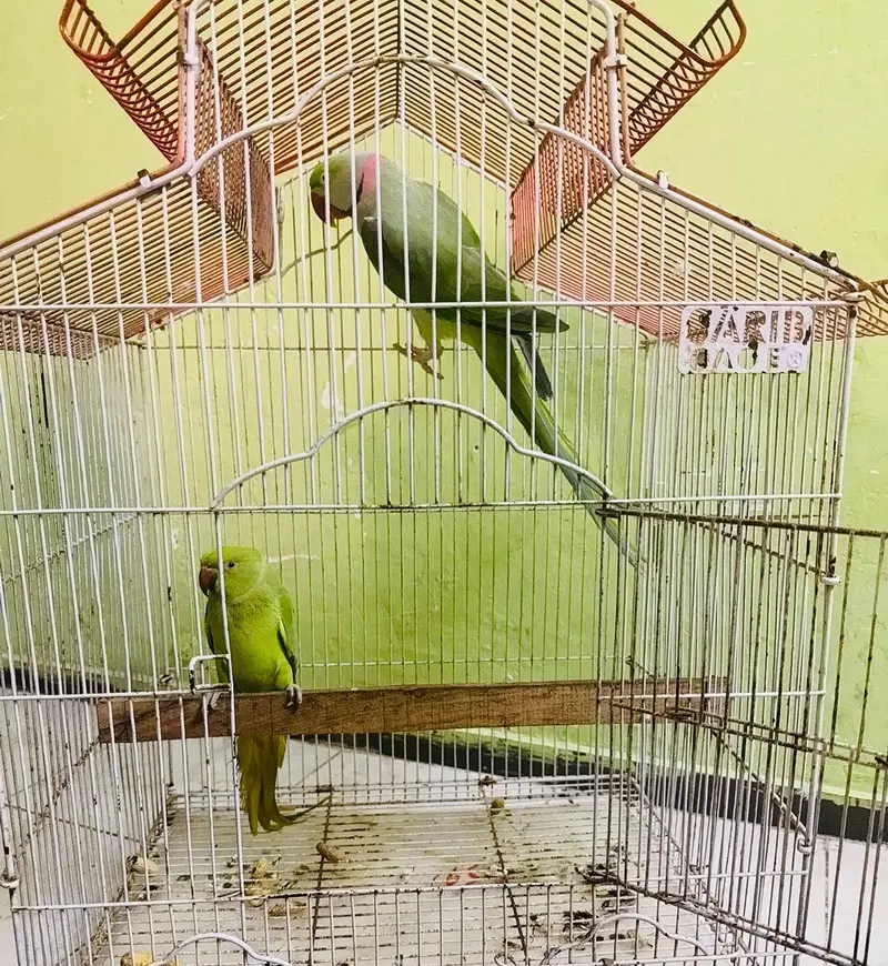 Alexandra nasal Raw parrot — photo 2