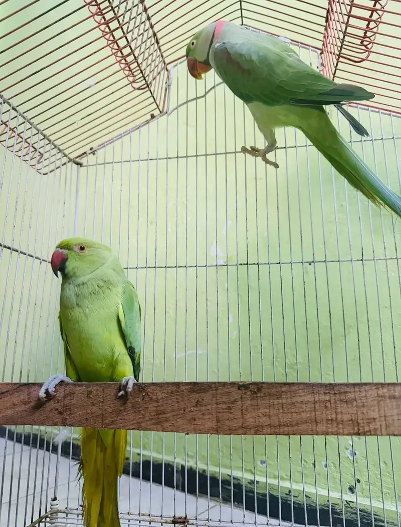 Alexandra nasal Raw parrot — photo 3
