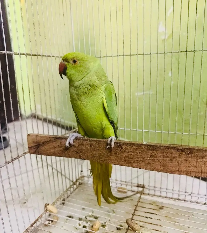 Alexandra nasal Raw parrot — photo 4