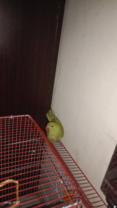 raw parrot for sela