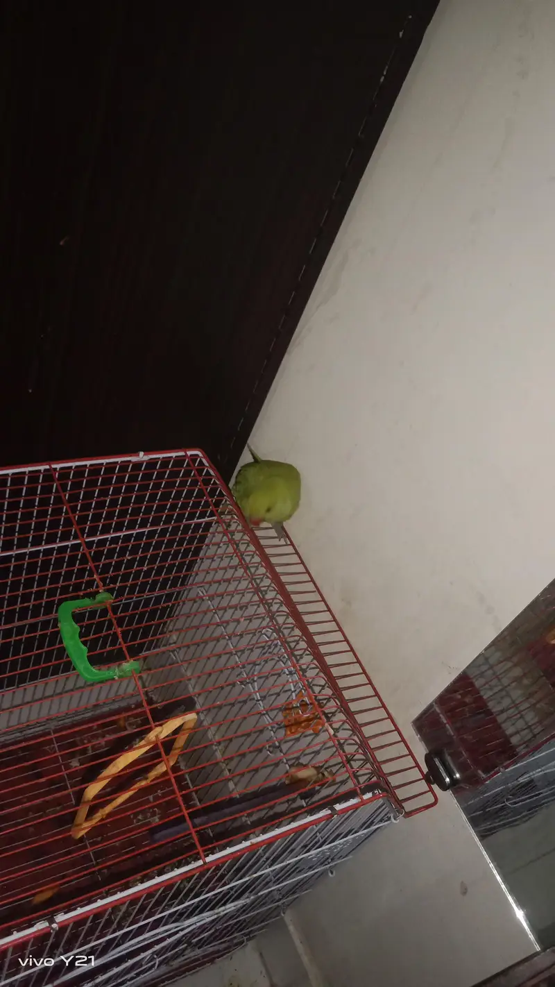 raw parrot for sela — photo 2