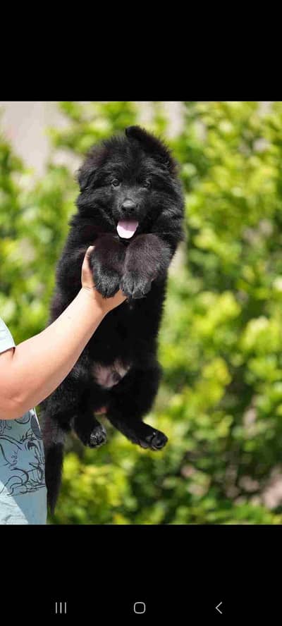 TOP QUALITY BLACK GERMAN SHEPHERD PUPPIES AVAILABLE FOR SALE
