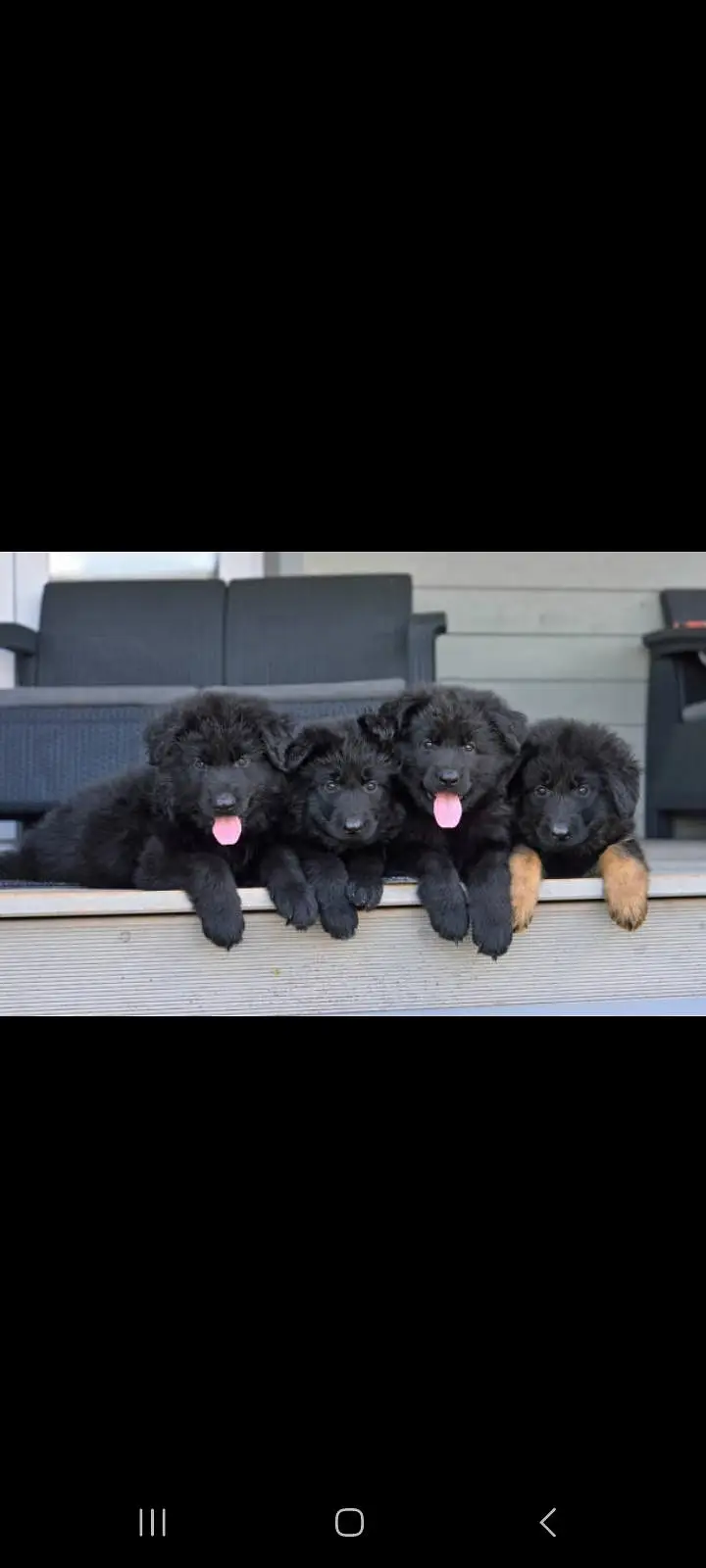 TOP QUALITY BLACK GERMAN SHEPHERD PUPPIES AVAILABLE FOR SALE — photo 2