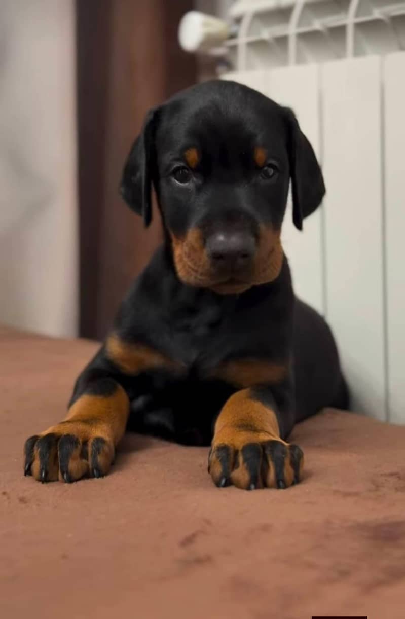 doberman 0
