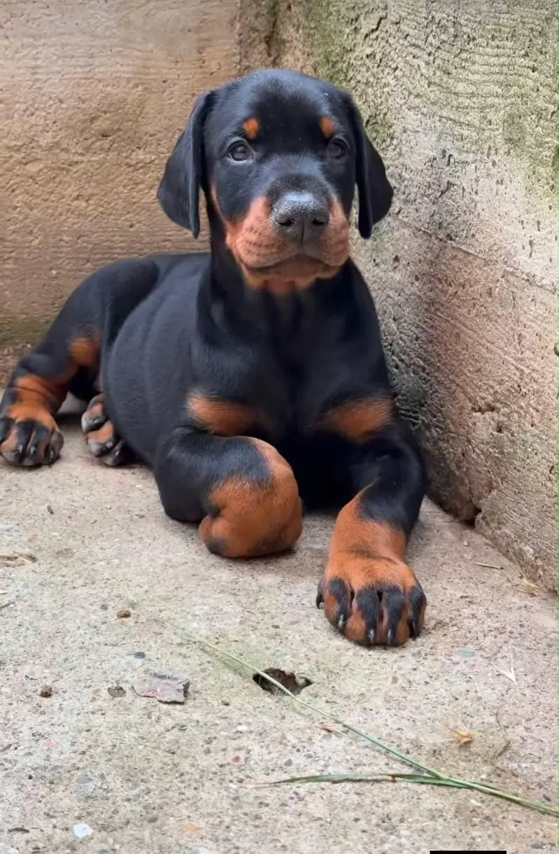 doberman — photo 2