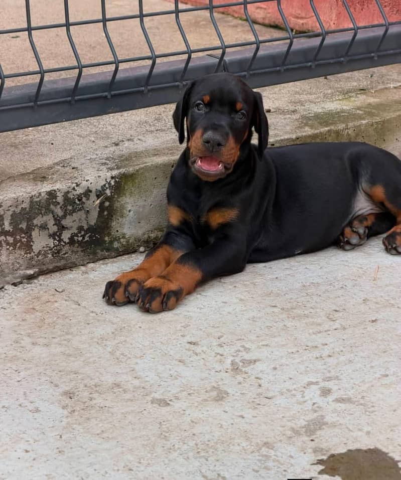 doberman 2