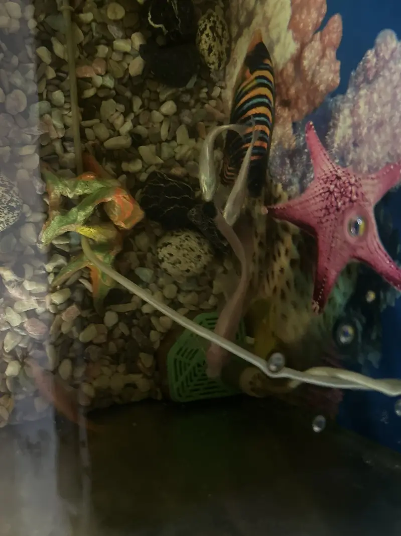 Aquarium with fish — photo 2