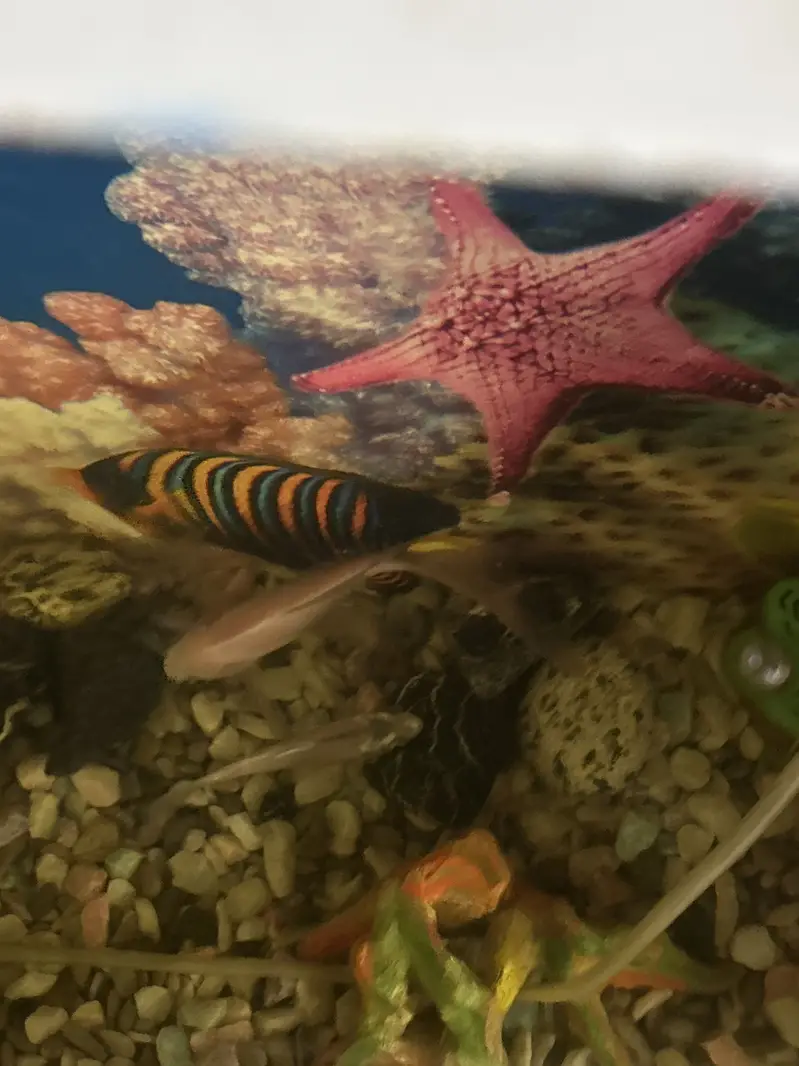 Aquarium with fish — photo 3