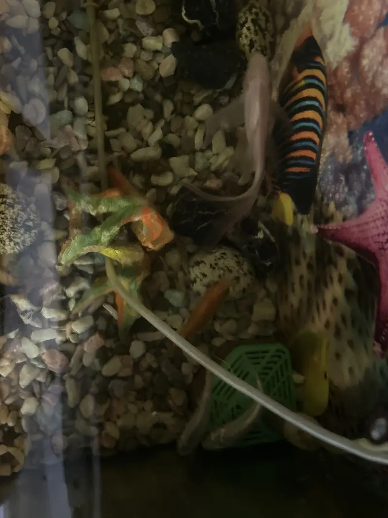 Aquarium with fish — photo 4