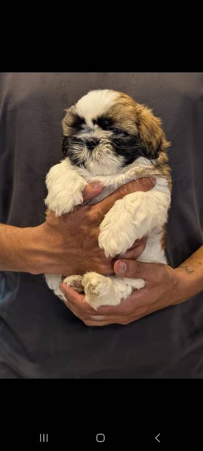 TOP QUALITY SHIHTZU PUPPIES AVAILABLE FOR SALE