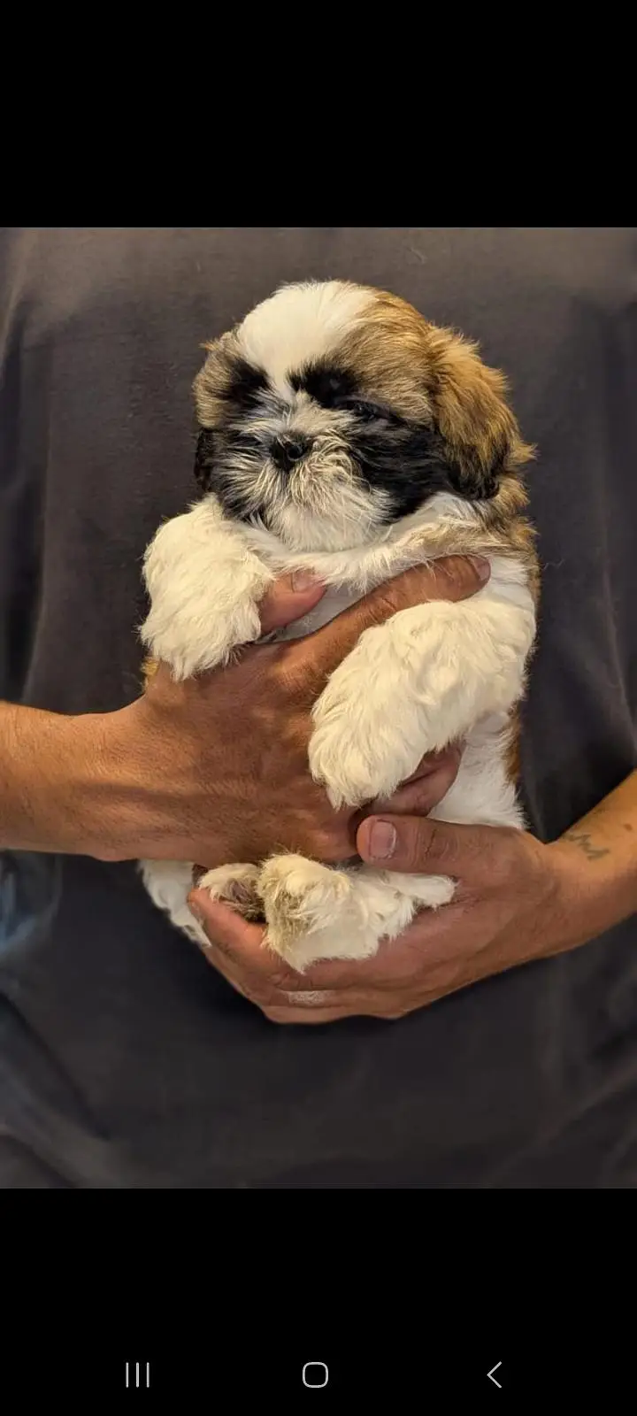 TOP QUALITY SHIHTZU PUPPIES AVAILABLE FOR SALE