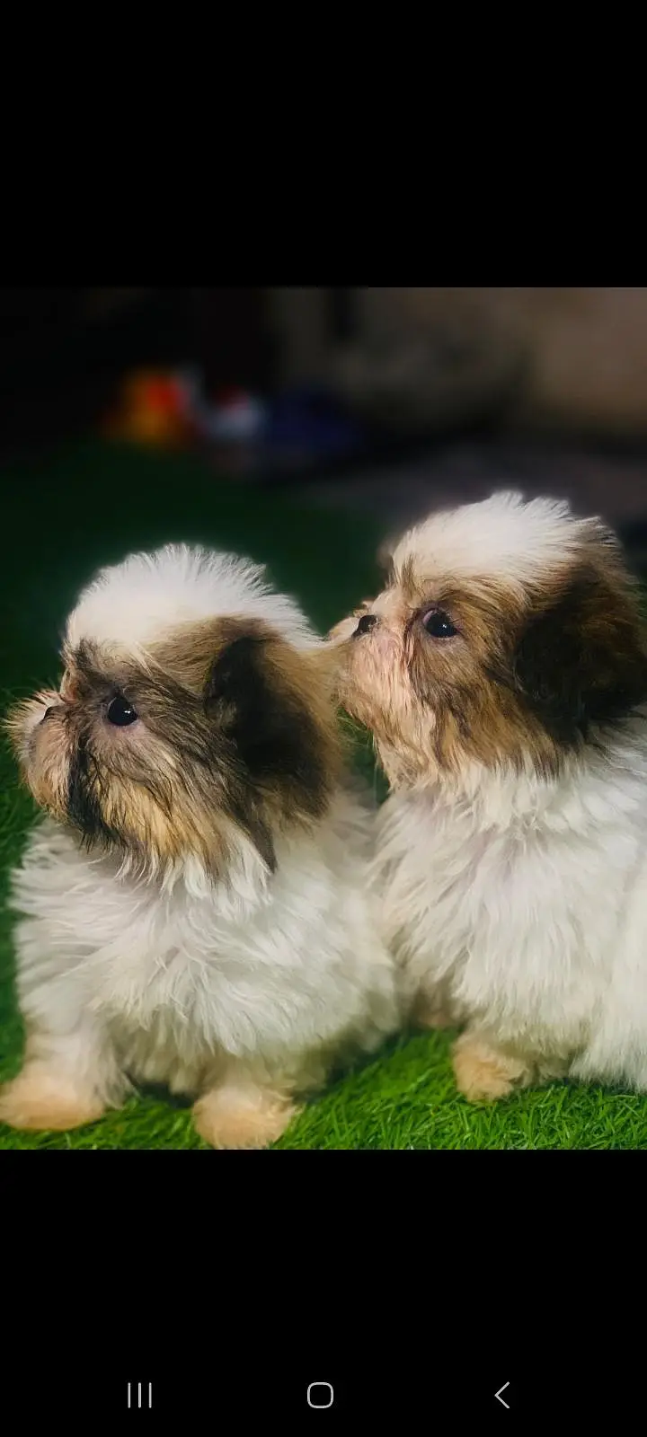 TOP QUALITY SHIHTZU PUPPIES AVAILABLE FOR SALE — photo 2