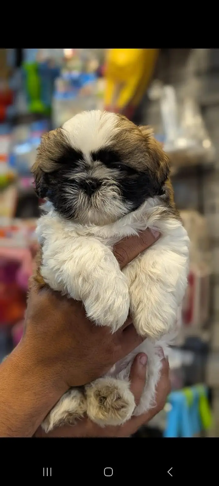 TOP QUALITY SHIHTZU PUPPIES AVAILABLE FOR SALE — photo 3