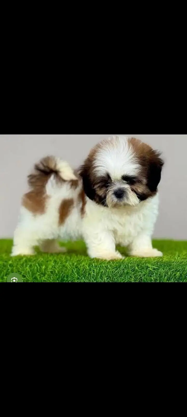 TOP QUALITY SHIHTZU PUPPIES AVAILABLE FOR SALE — photo 4
