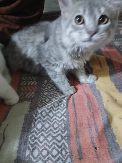 female kittens