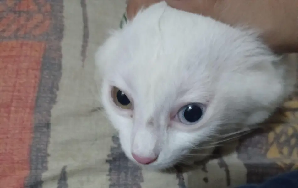 female kittens — photo 2
