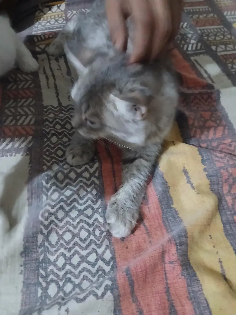 female kittens — photo 3