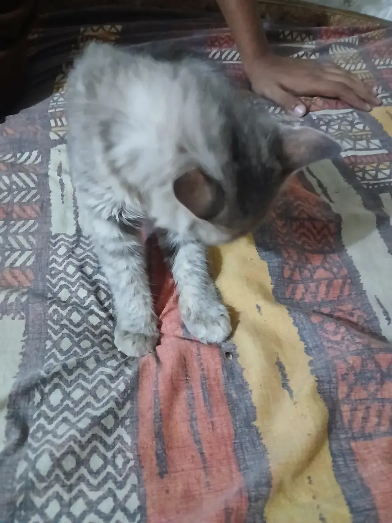 female kittens — photo 4