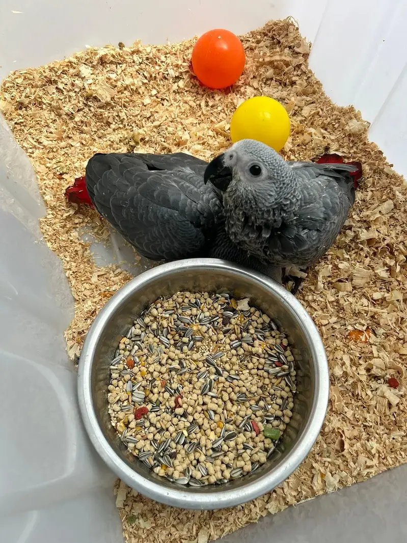 African grey parrot chicks for sale 03184281412 — photo 2