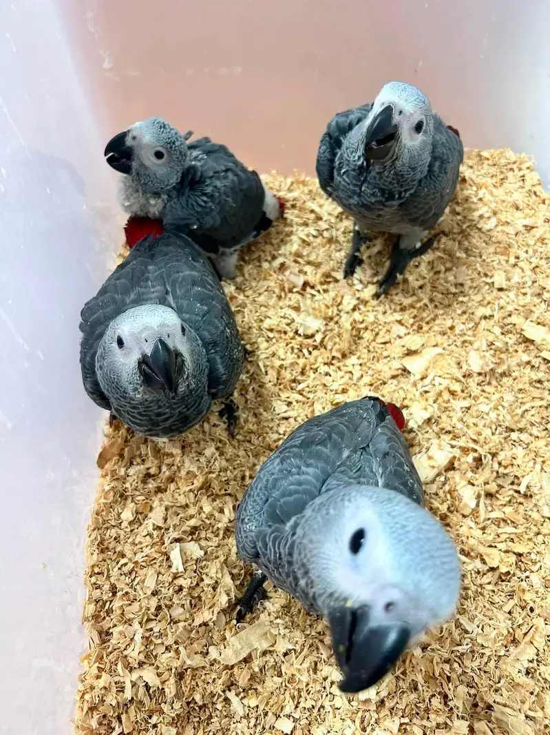 African grey parrot chicks for sale 03184281412 — photo 3