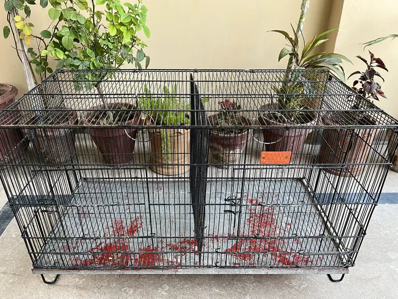Metal Bird Cages for Sale | Large, Medium & Small Sizes — photo 4