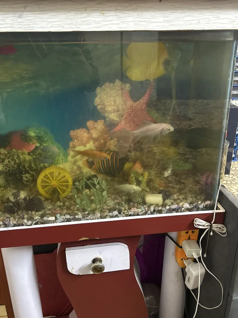 Aquarium with fish — photo 6