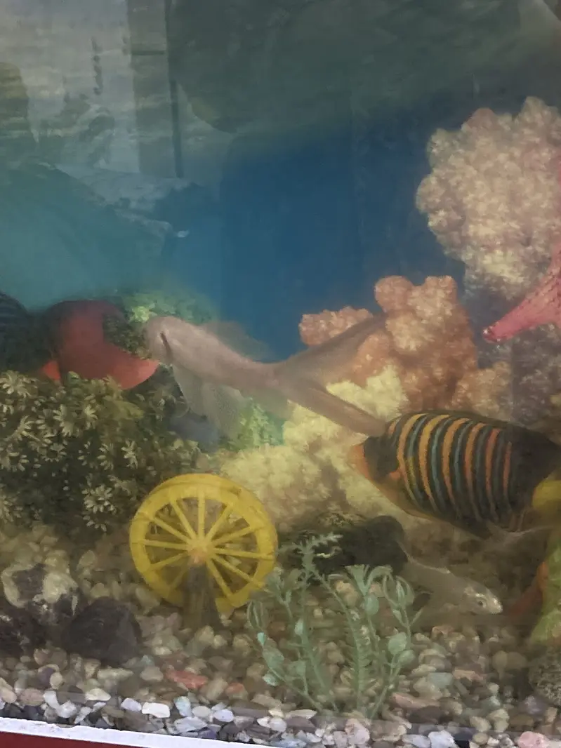 Aquarium with fish — photo 7