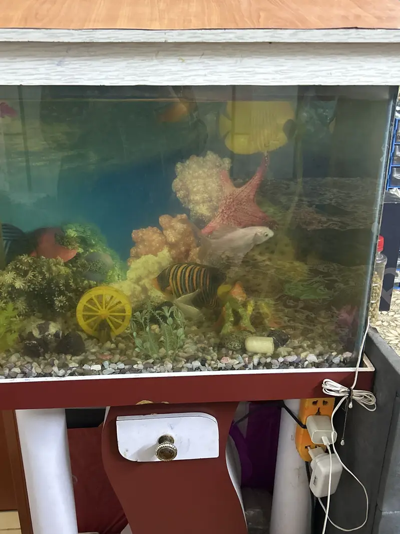 Aquarium with fish — photo 8