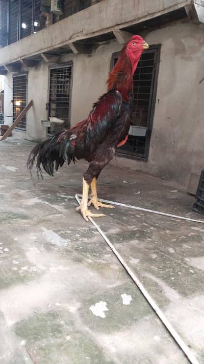 Aseel Shamo Chickens for Sale