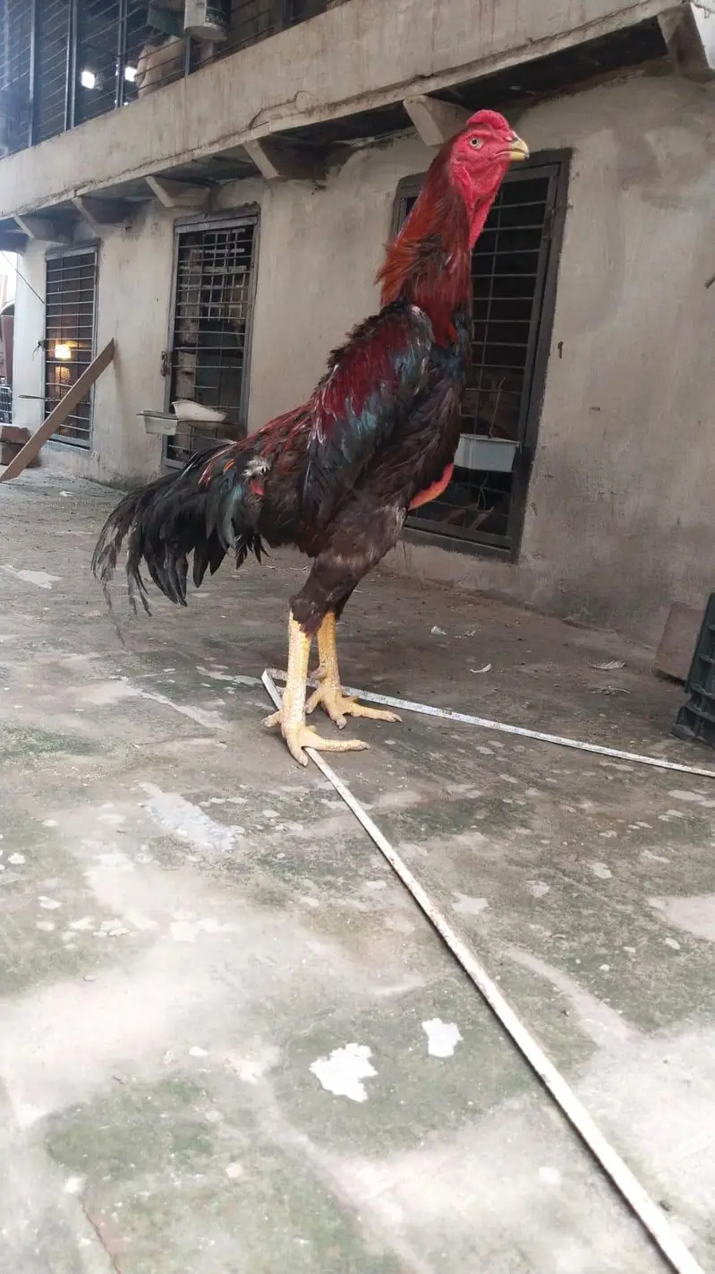 Aseel Shamo Chickens for Sale — photo 2