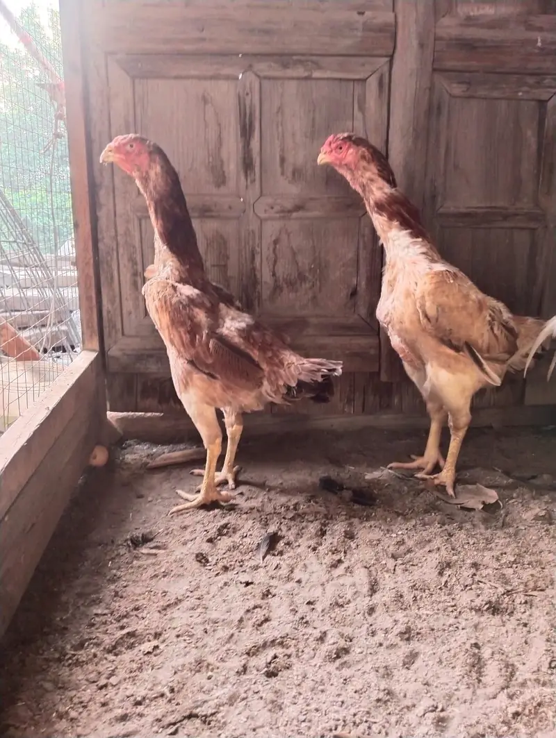 Aseel Shamo Chickens for Sale — photo 3