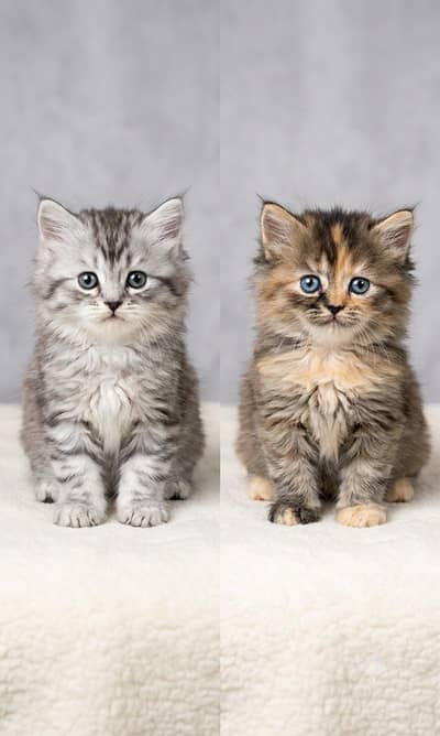Beautiful Female Persian Kitten | Healthy & Playful