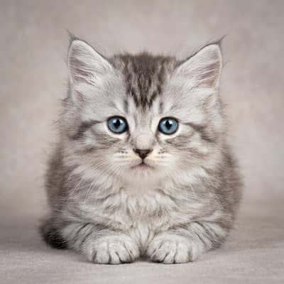 Beautiful Female Persian Kitten | Healthy & Playful